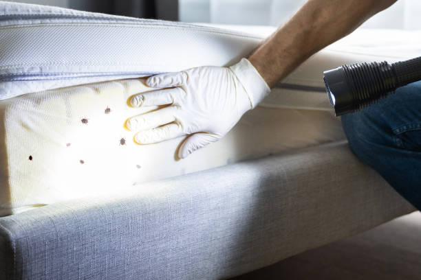 Best Rat Extermination Near Me  in Edina, MN